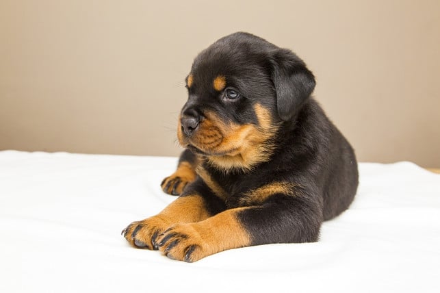 hundewelpen-benoetigen-viel-aufmerksamkeit-cc0-pixabay-vlaaitje-200518_download Eine Hundeadoption sollte gut geplant sein.