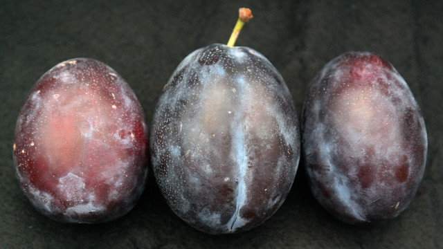 Helle Schicht auf Zwetschgen und Pflaumen: Abwaschen oder dranlassen? Belag auf Zwetschgen und Pflaumen