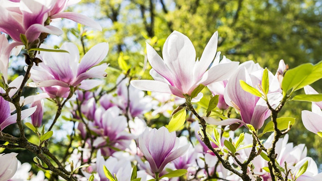 magnolien-werden-von-kaefern-bestaeubt-cc0-pixabay-felixmittermeier-200528_download Magnolien werden von Käfern bestäubt.