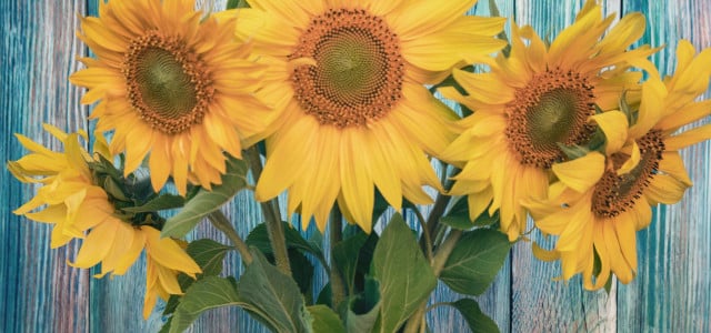 Sonnenblumen in der Vase: Mit diesem Trick halten sie länger