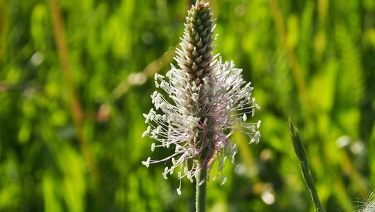 spitzwegerich-hustensaft-cc0-pixabay-s-ms_1989-190223 Spitzwegerich Hustensaft