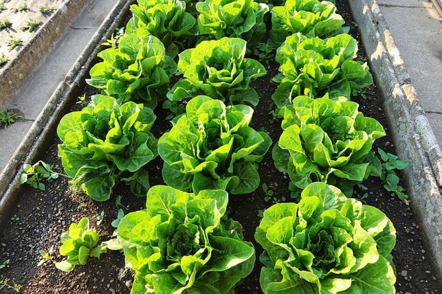 nach-dem-salatvorziehen-setze-die-stecklinge-mit-cc0-pixabay-photosforyou-220223_download Nach dem Salatvorziehen: Setze die Stecklinge mit Abstand ins Beet.