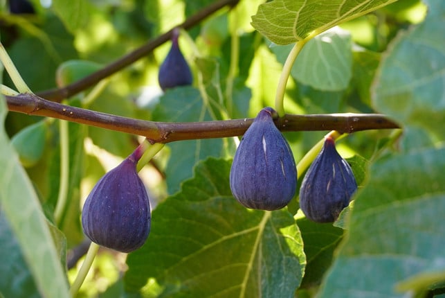 informiere-dich-rechtzeitig-darueber-welche-pflege-cc0-pixabay-dx21-241117_download Informiere dich rechtzeitig darüber, welche Pflege dein Feigenbaum im Winter braucht.