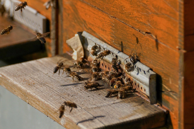 bienen-erhalten-durch-die-bestaeubung-von-zahlreich-cc0-pixabay-suju-200413_download Bienen erhalten durch die Bestäubung von zahlreichen Pflanzenarten die Artenvielfalt unseres Planeten.