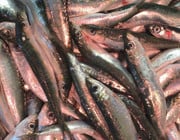 Mittelmeer-Fisch - Überfischung