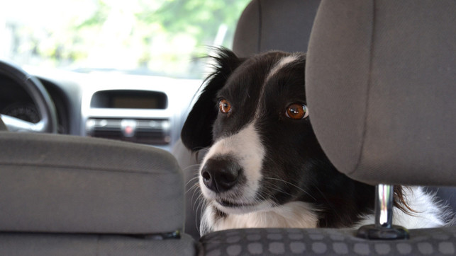 hund-im-auto-pb-20200531-pb-simpleclipsbyclicks-1280x720 Hund im Auto