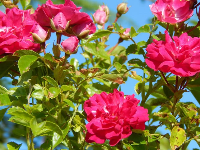rosen-wuerde-es-schaden-sie-im-herbst-radikal-zurue-cc0--unsplash--dianne-clifford-251004_download Rosen würde es schaden, sie im Herbst radikal zurückzuschneiden.