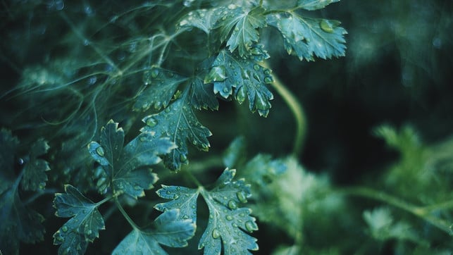 liebstoeckel-oft-auch-maggikraut-genannt-cc0-pixabay-free-photos-180507 Liebstöckel – oft auch Maggikraut genannt