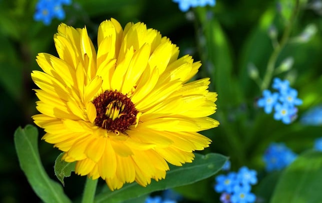 The hinge flower also includes home remedies for conjunctivitis.