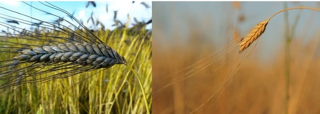 emmer-besitzt-zwei-koerner-gegenueber-auf-jeder-aehre-cc0-pixabay-loggawiggler-kamelia-180306_download Emmer besitzt zwei Körner gegenüber auf jeder Ährenspindel, Einkorn nur eins. Beide haben lange Grannen.