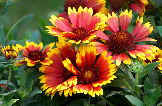 auch-bei-insekten-beliebt-die-kokardenblume-cc0--pixabay--matthiasboeckel-250623_download Auch bei Insekten beliebt: Die Kokardenblume.