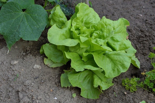bereits-im-alten-aegypten-tauchte-der-kopfsalat-auf-cc0-public-domain-pixabay-hansbenn-180824_download Kopfsalat ist beliebt im heimischen Beet.
