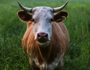 Crowbutchering, cow sharing / Bio-Tierhaltung