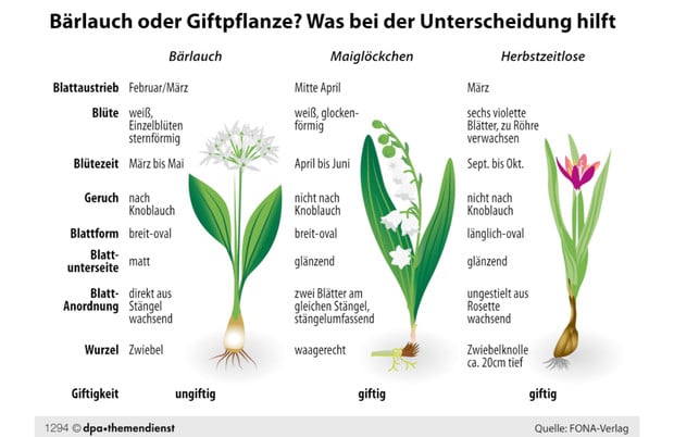 baerlauch-unterscheiden-maigloeckchen-herbstzeitlose-dpa-tmn-250318 Infografik: Bärlauch von Maiglöckchen und Herbstzeitlosen unterscheiden