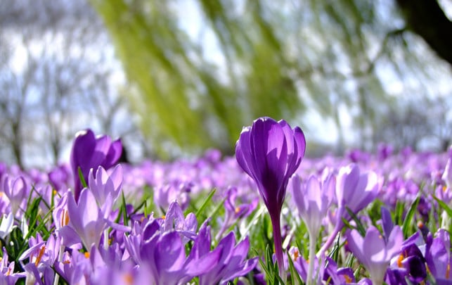 fruehlingsanfang-2024-kalendarisch-meteorologisch-pb-ADD-240313-1280x720-1 Der Krokus gehört zu den Zeigerpflanzen des Vorfrühlings.