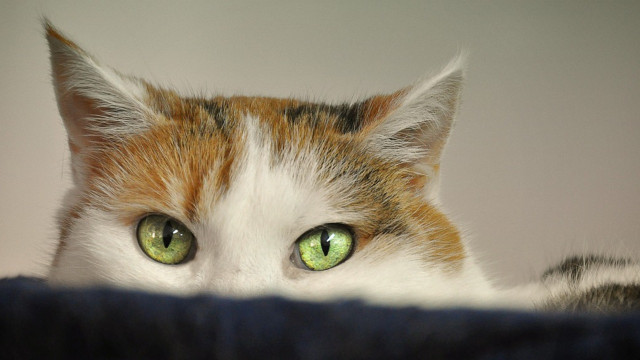 katze-silvester-cc0-pixabay-doanme-231227 Katze Silvester