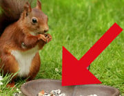Eichhörnchen retten Nüsse