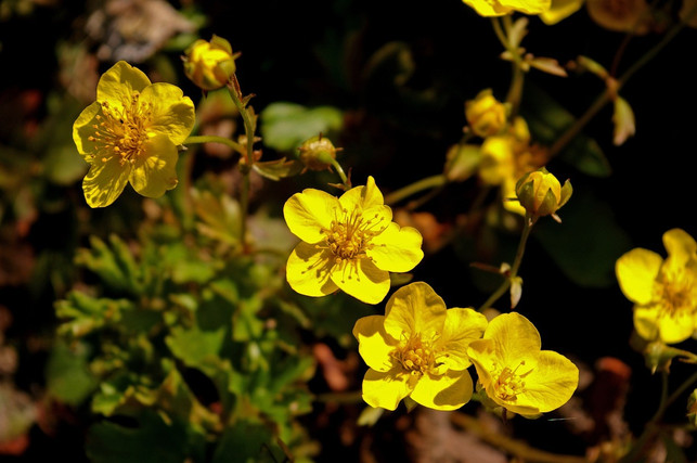 die-golderdbeere-waechst-am-besten-an-halbschattige-cc0-pixabay-kriemer-201221_download Die Golderdbeere wächst am besten an halbschattigen oder schattigen Plätzen.