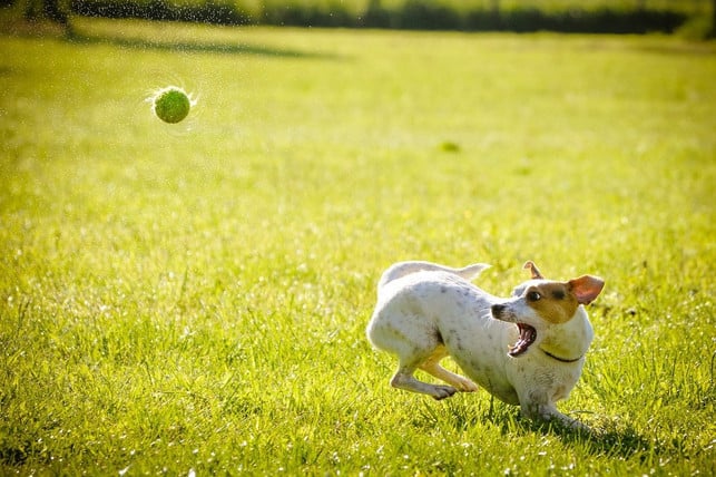 wo-wird-der-ball-ungefaehr-landen-das-wissen-wir-i-cc0-pixabay-karsten_kettermann-200213_download Wo wird der Ball ungefähr landen? Das wissen wir intuitiv aus unserer Erfahrung.