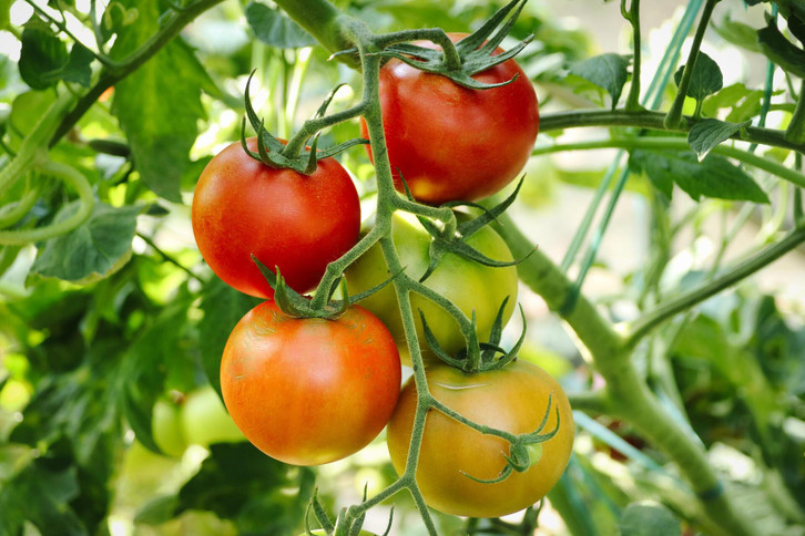 Tomaten dngen: Daran erkennst du, ob wichtige Nhrstoffe fehlen - Utopia.de