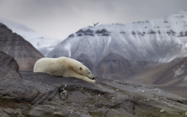 Polar bear in an iceless land' by @uglefisk (Norway) Klimawandel, Klimakrise, Bilder, Wettbewerb