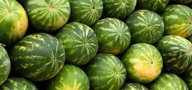 melonen arten