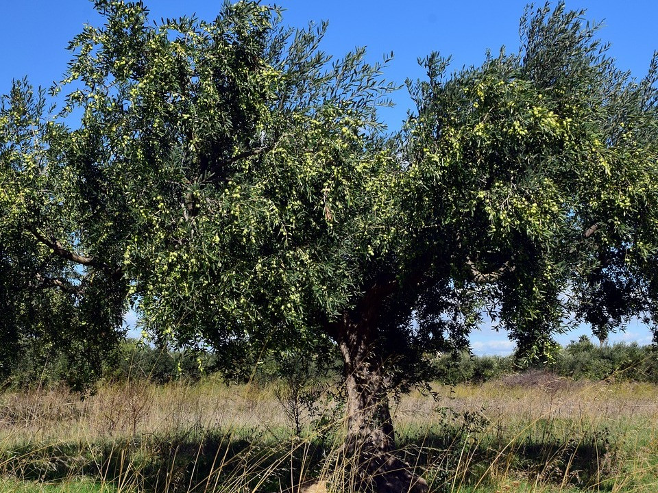 Ist der Olivenbaum winterhart? Das musst du wissen - Utopia.de