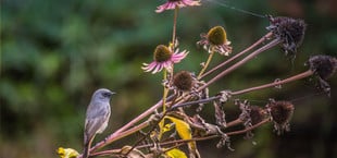 Verblühte Stauden sollte man im Herbst nicht abschneiden