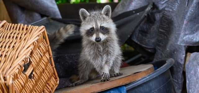 Waschbär vertreiben