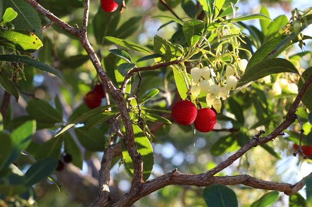 haeufig-traegt-der-erdbeerbaum-gleichzeitig-blueten-u-cc0-pixabay-sara150578-190924_download Häufig trägt der Erdbeerbaum gleichzeitig Blüten und Früchte.