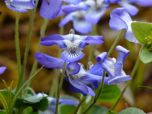 die-blueten-des-duftveilchens-sind-essbar-und-schme-cc0-pixabay-hans-190812_download Die Blüten des Duftveilchens sind essbar und schmecken gut in Salaten und Smoothies.
