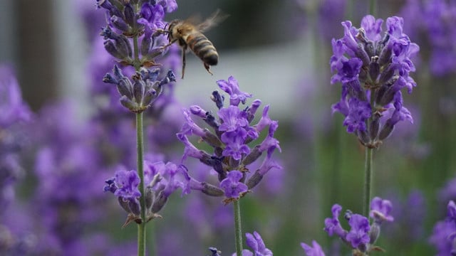 lavendel-test-pb Lavendel im Test: Bienenfreund oder Bienenfeind?