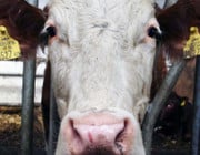 Tierleid in der Milchwirtschaft