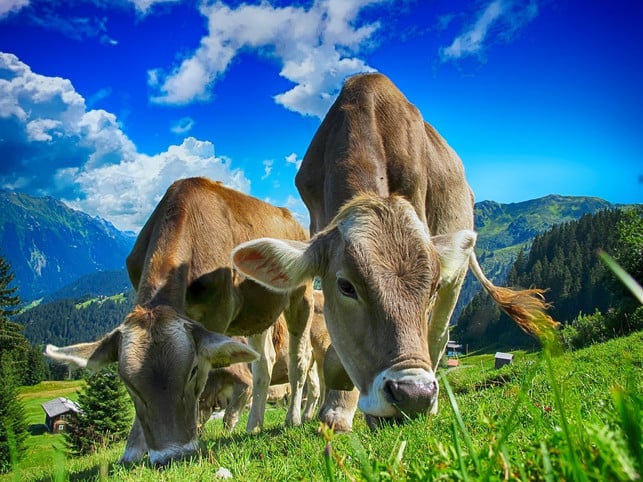 bio-kaese-ist-tendenziell-besser-fuers-klima-als-kon-cc0-pixabay-thedigitalartist-230925_download Bio-Käse ist tendenziell besser fürs Klima als konventioneller.