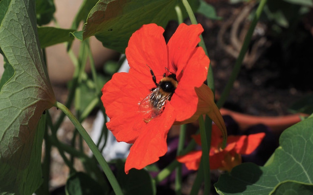 ueber-kapuzinerkresse-im-garten-freuen-sich-auch-in-cc0-pixabay-hans-180314 Bienenweide: Über Kapuzinerkresse im Garten freuen sich auch Insekten wie Hummeln und Bienen.