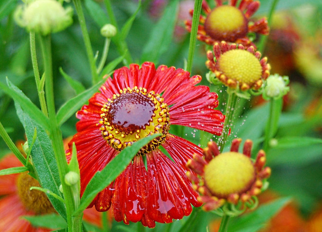 gartenstaude-sonnenbraut-cc0-pixabay-klinkow-190604_download Gartenstaude Sonnenbraut