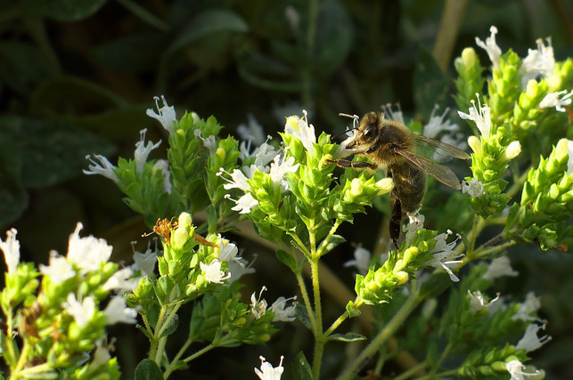 die-blueten-des-majoran-werden-gern-von-bienen-ange-cc0-pixabay-fablegros-190218_download Bienen fliegen die Blüten des Majoran gern an.