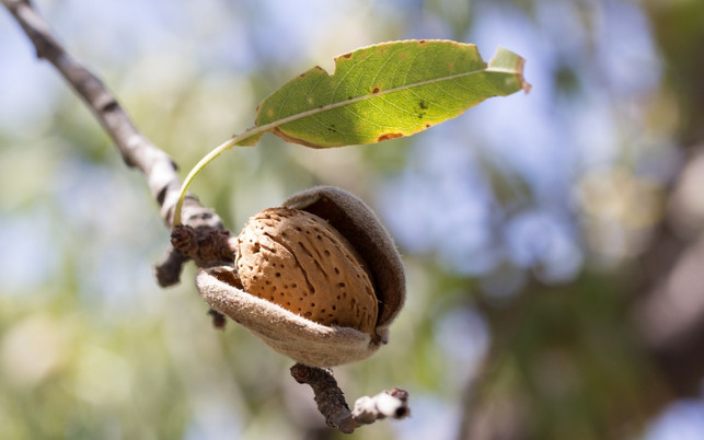 mandeln-pb-baum-frucht-170626-1280x800 Mandelfrucht am Baum