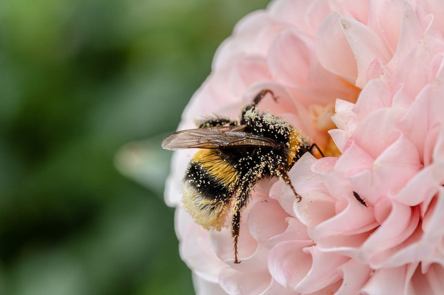 als-bluetenpflanzen-aufkamen-konnten-bienen-diese-cc0-pixabay-myriams-fotos-230420_download Als Blütenpflanzen aufkamen, konnten Bienen eine neue ökologische Nische besetzen.