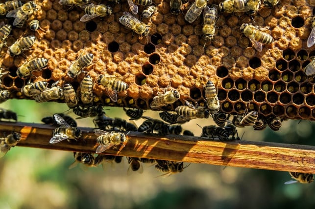 die-wesensgerechte-haltung-von-bienen-liegt-wildwa-cc0-pixabay-pexels-180131_download Die wesensgerechte Haltung von Bienen liegt Wildwax besonders am Herzen.