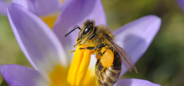 Unterschied Wespe Biene