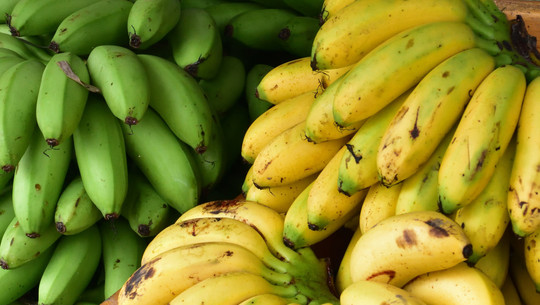 Grün, gelb, braun: Wann sind Bananen am gesündesten? Grüne und gelbe Bananen, teilweise mit braunen Flecken, in großen Bündeln dicht nebeneinander angeordnet.