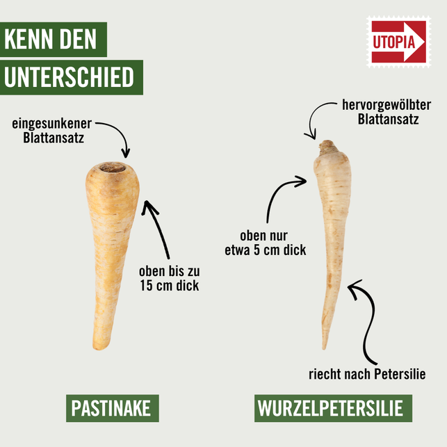 die-unterschiede-zwischen-pastinake-und-petersilie-utopia-kreiert-mit-canva-230926_download-1 Die Unterschiede zwischen Pastinake und Petersilienwurzel auf einen Blick.