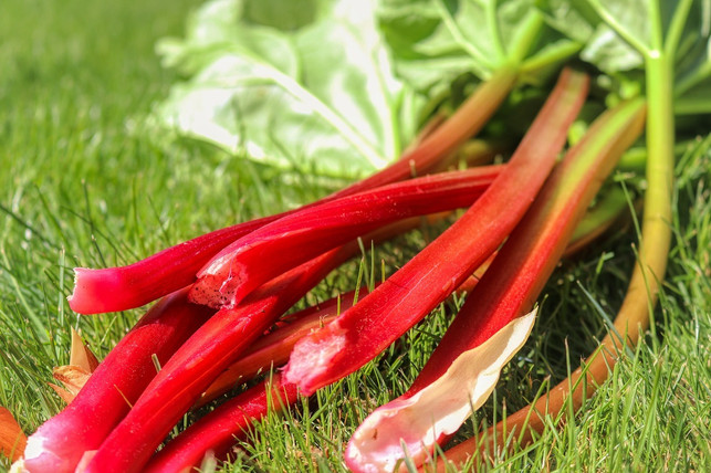 The red part of rhubarb contains less oxalic acid than the green part.