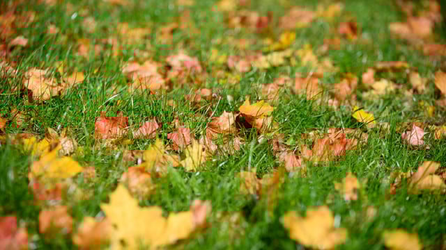 laub-rasen-maehen-dpa-231107-1920x1209 Ein wenig Laub kann mitgemäht werden. Lässt man den Auffangkorb weg und ist die Häckselung klein genug, kann es auf dem Rasen bleiben.