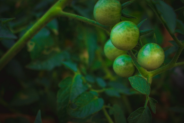 auberginen-wachsen-langsam-und-sind-im-sommer-reif-cc0-pixabay-rattakarn_-240214_download Auberginen wachsen langsam und sind im Sommer reif.