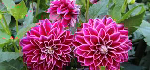 Dahlien pflanzen