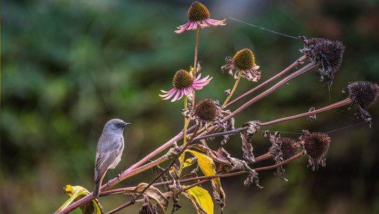 Verblühte Stauden sollte man im Herbst nicht abschneiden Verblühte Stauden sollte man im Herbst nicht abschneiden
