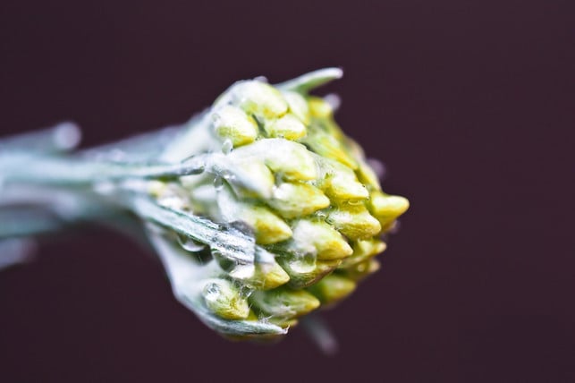 die-getrockneten-blueten-des-currykrauts-eignen-sic-cc0-pixabay-michaelgaida-180905_download Die italienische Strohblume soll etwa bei Hautproblemen und Husten helfen.