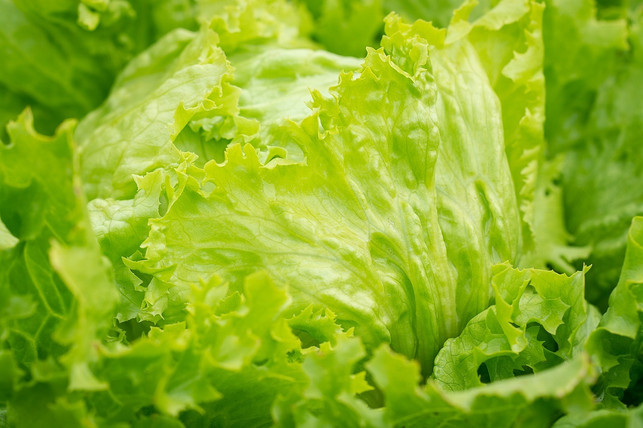 100-gramm-eisbergsalat-enthalten-nur-knapp-15-kalo-cc0-public-domain-pixabay-pezibear-180824_download Beim Eisbergsalat werden nur die inneren Blätter gegessen.